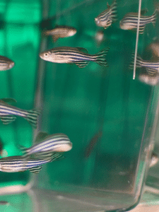 Zebra fish swim in a lab tank. 