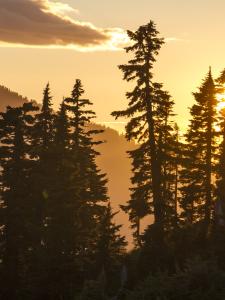 A stand of conifers silhouetted by the setting sun. 