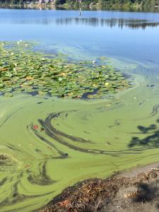 A green algal bloom covers a large portion of a freshwater lake