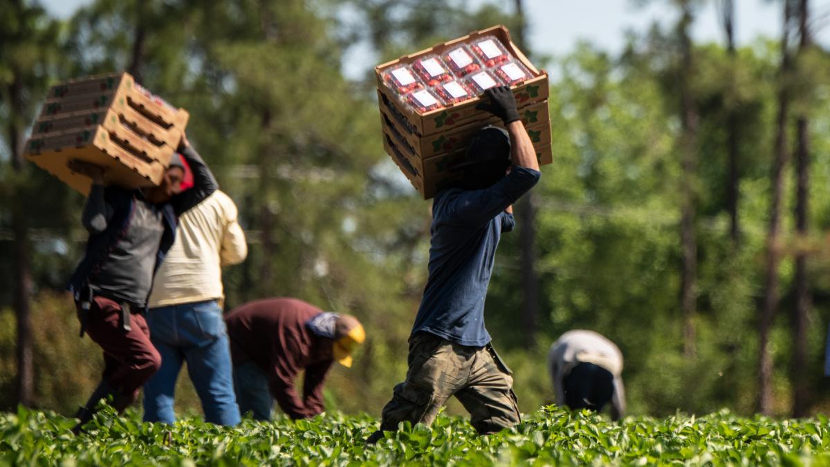 Workers in the field moving Strawberries