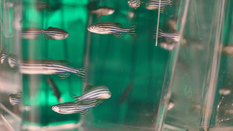 Zebra fish swim in a lab tank.