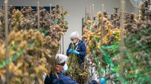 Workers in protective gear process cannabis plants