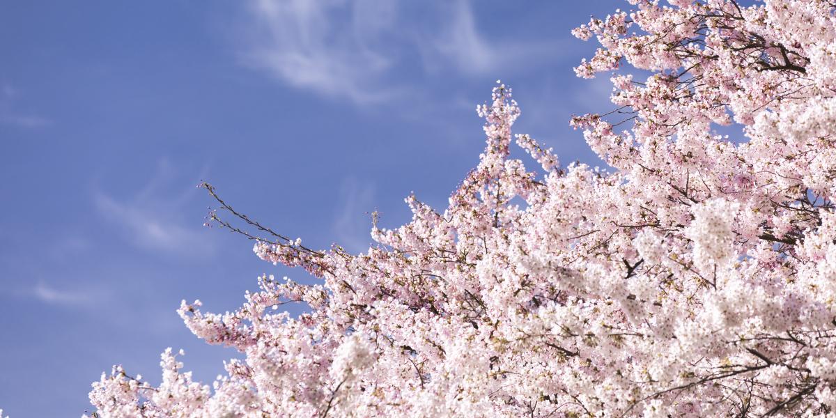 Cherry blossoms